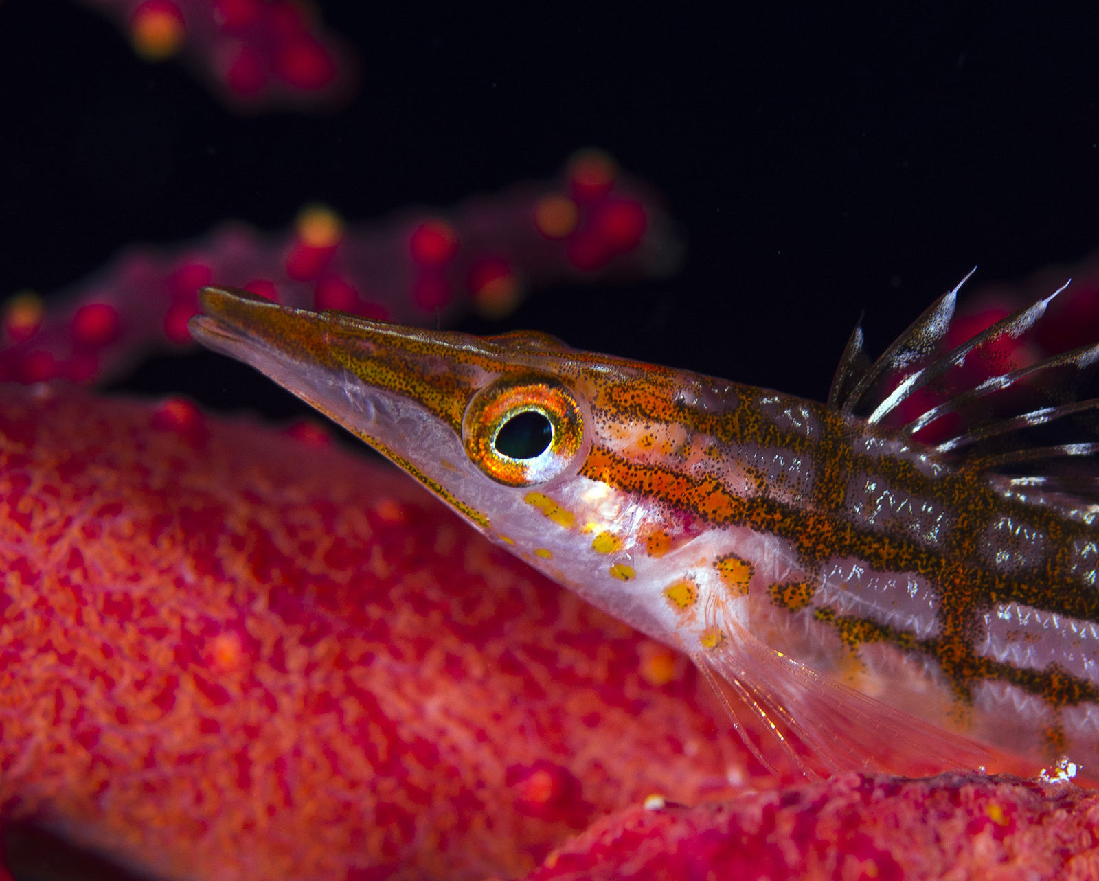 Paul Gruner, Long Lose Hawk Fish