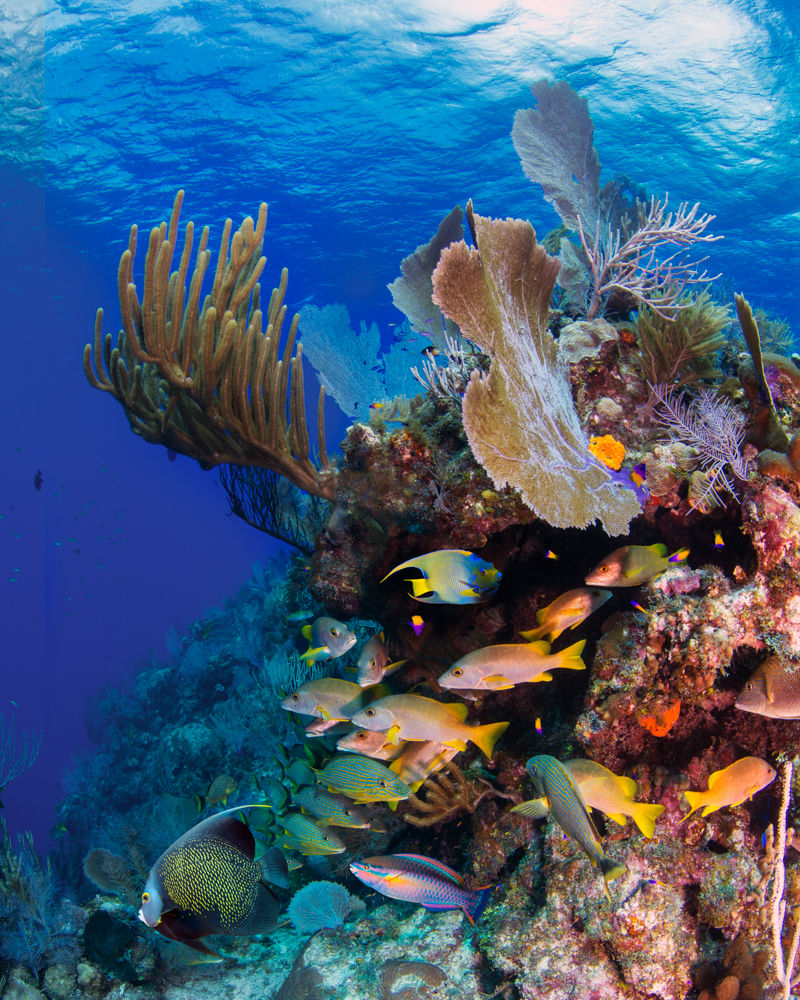 Paul Gruner, Cayman Cornucopia