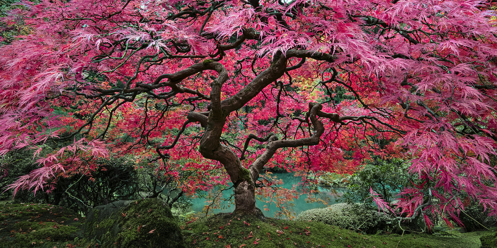 Paul Gruner, Tree of Dreams