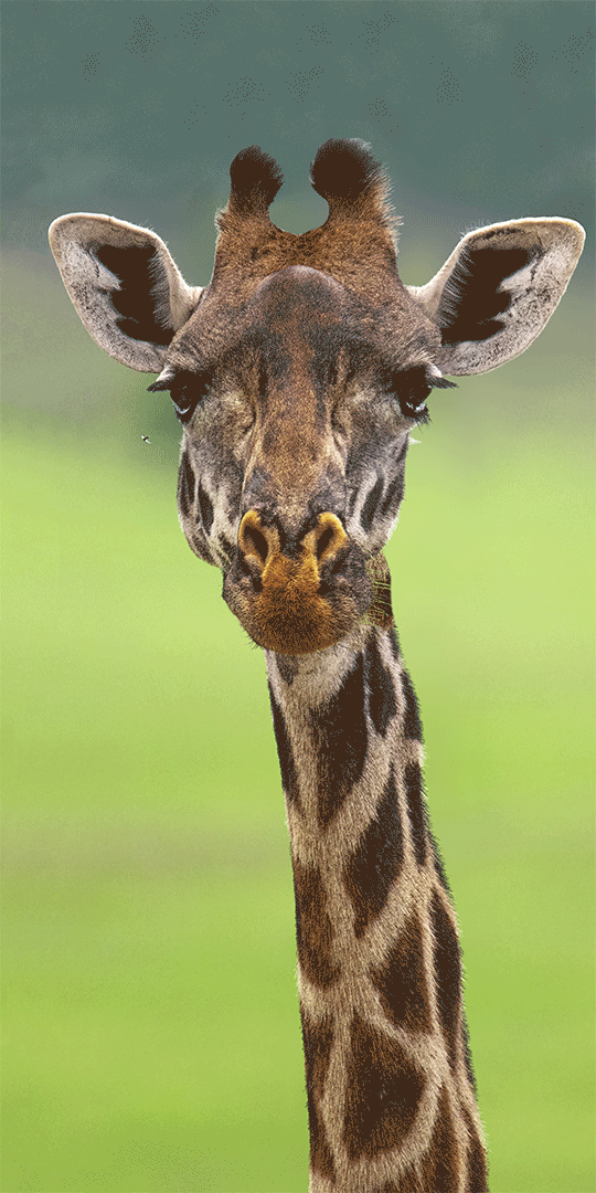 Paul Gruner, 3D Curious Geoffrey