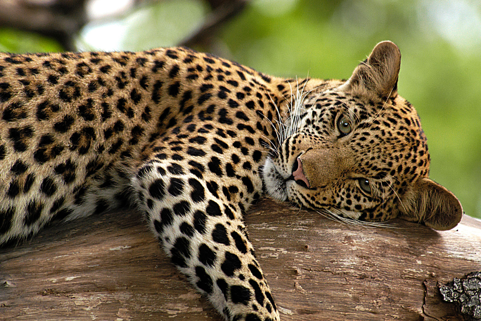 Paul Gruner, Melting Heart