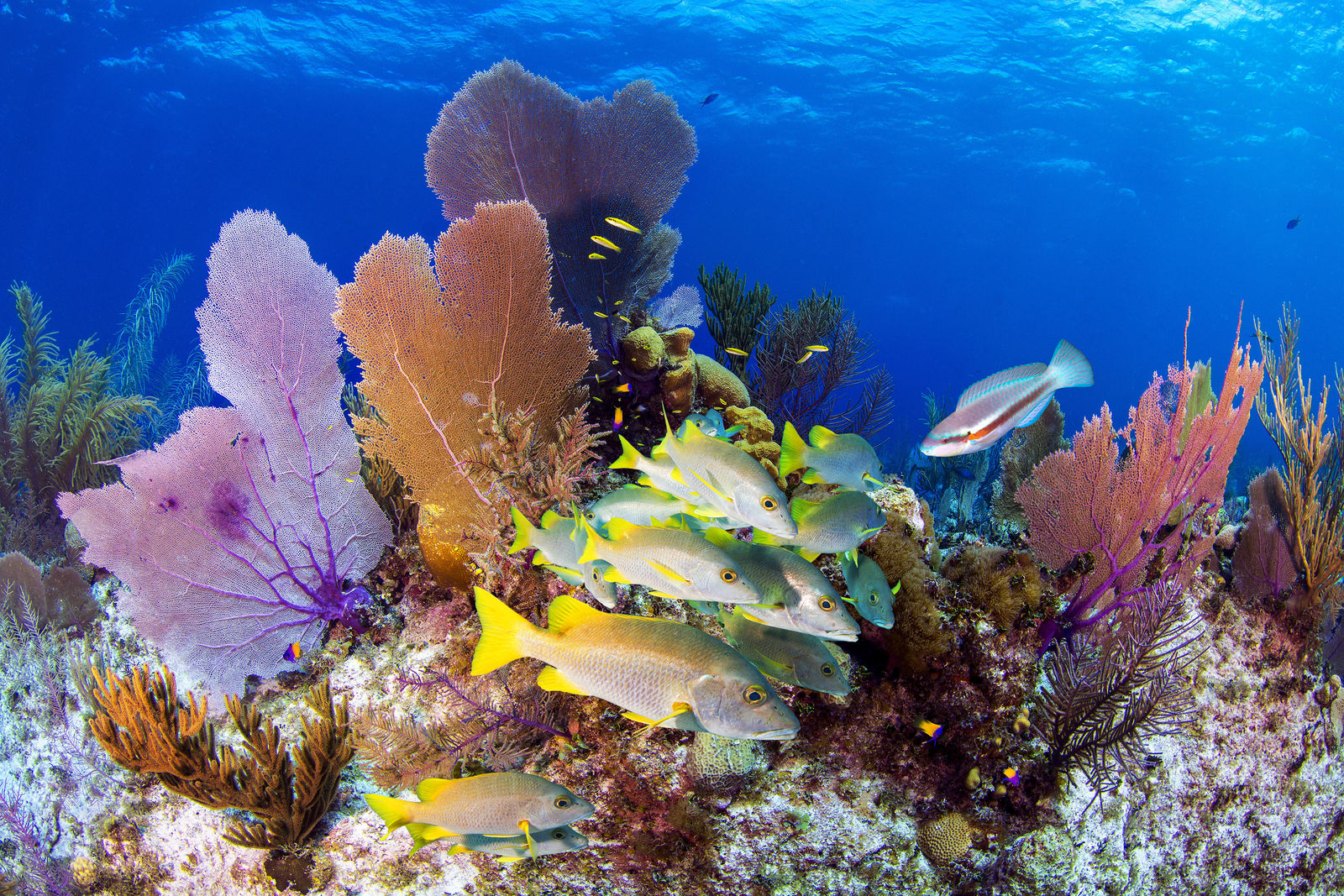 Paul Gruner, Fan City