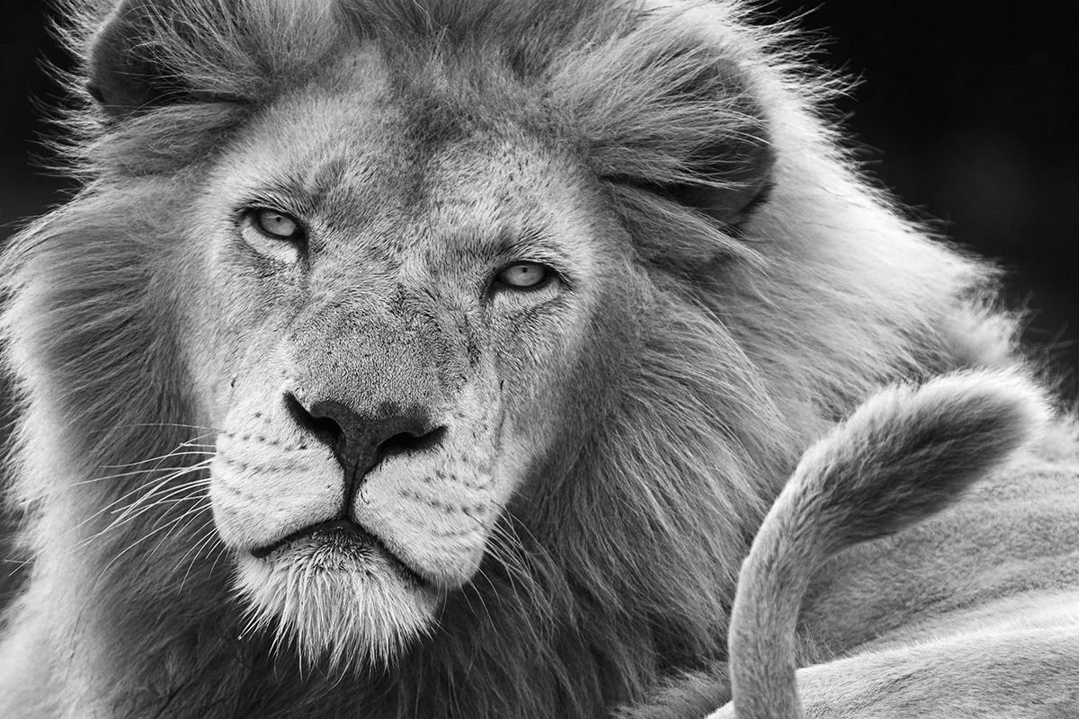 Ron McGill, Watchful Eyes