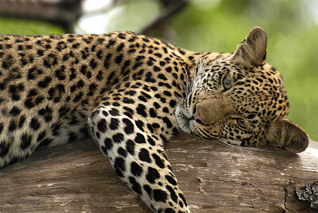 Paul Gruner, 3D Melting Heart