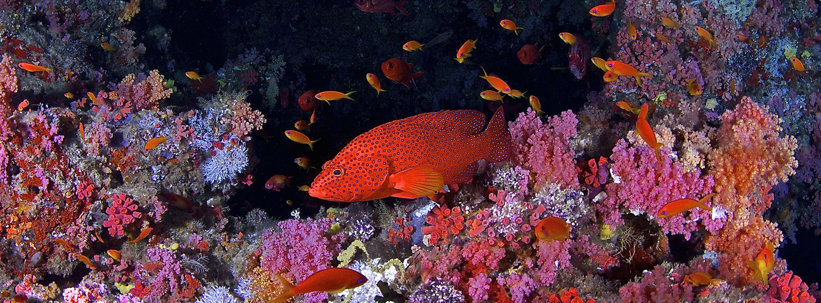 Paul Gruner, Heavenly Grouper