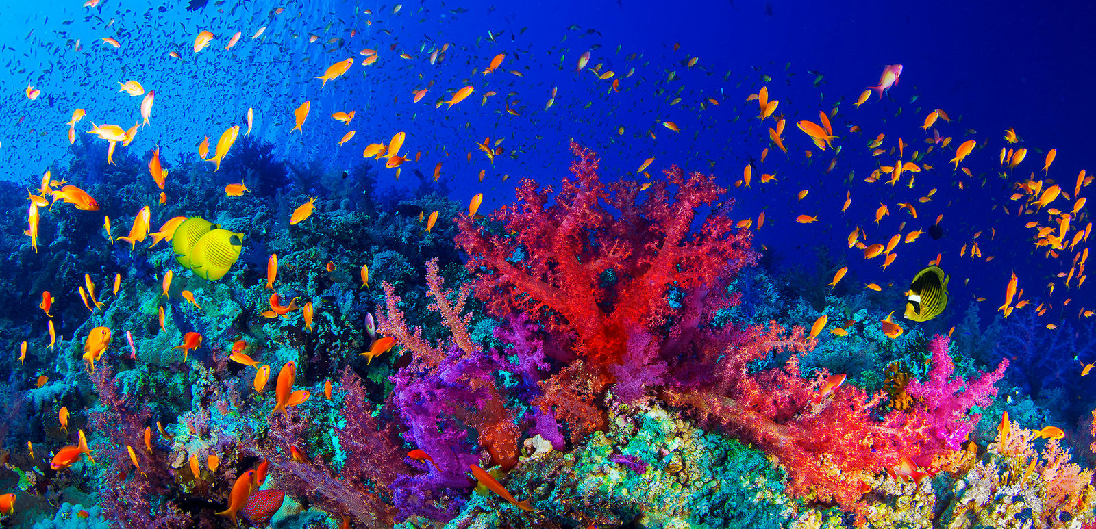 Paul Gruner, Deep Blue