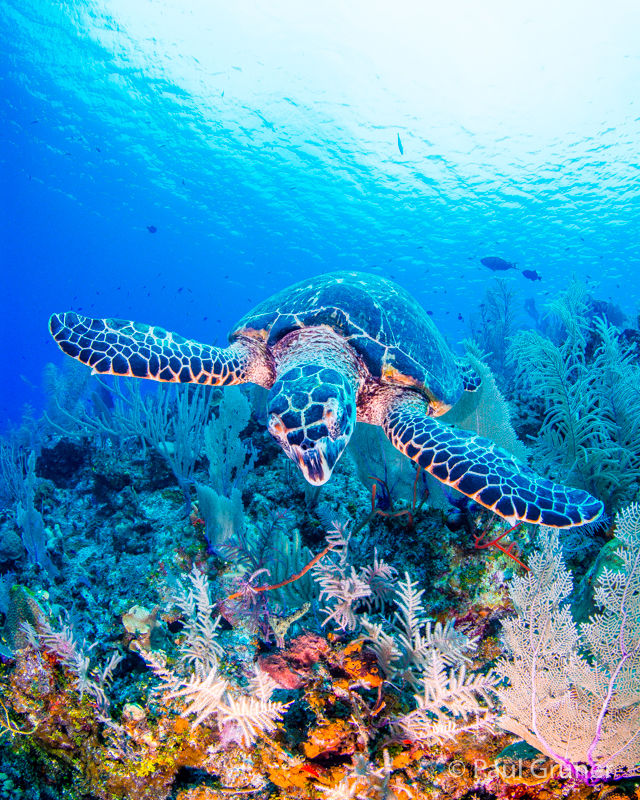 Paul Gruner, Tortuga