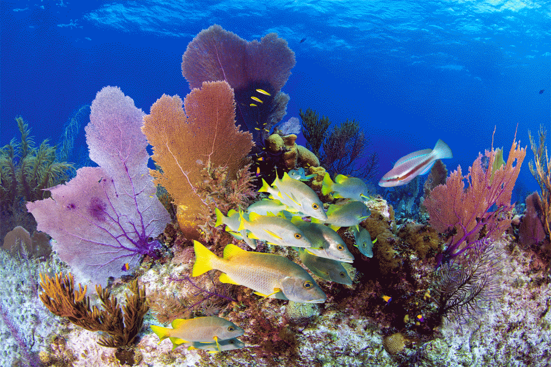 Paul Gruner, 3D Fan City