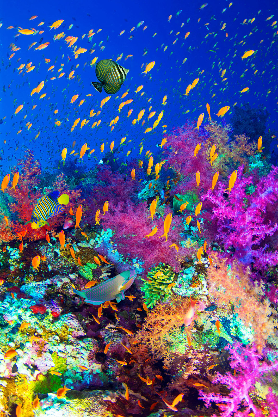 Paul Gruner, Diversity