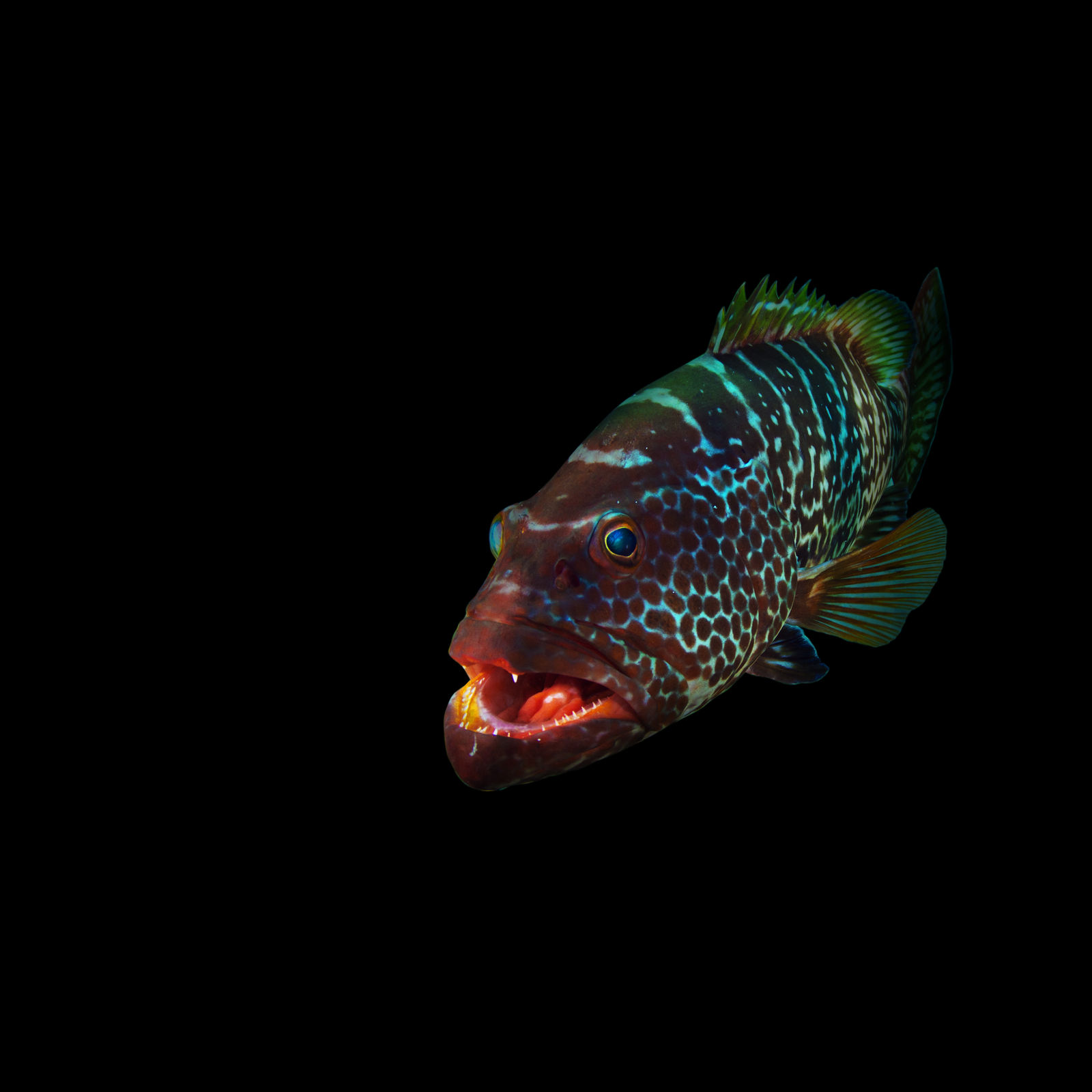 Paul Gruner, Black-N Grouper