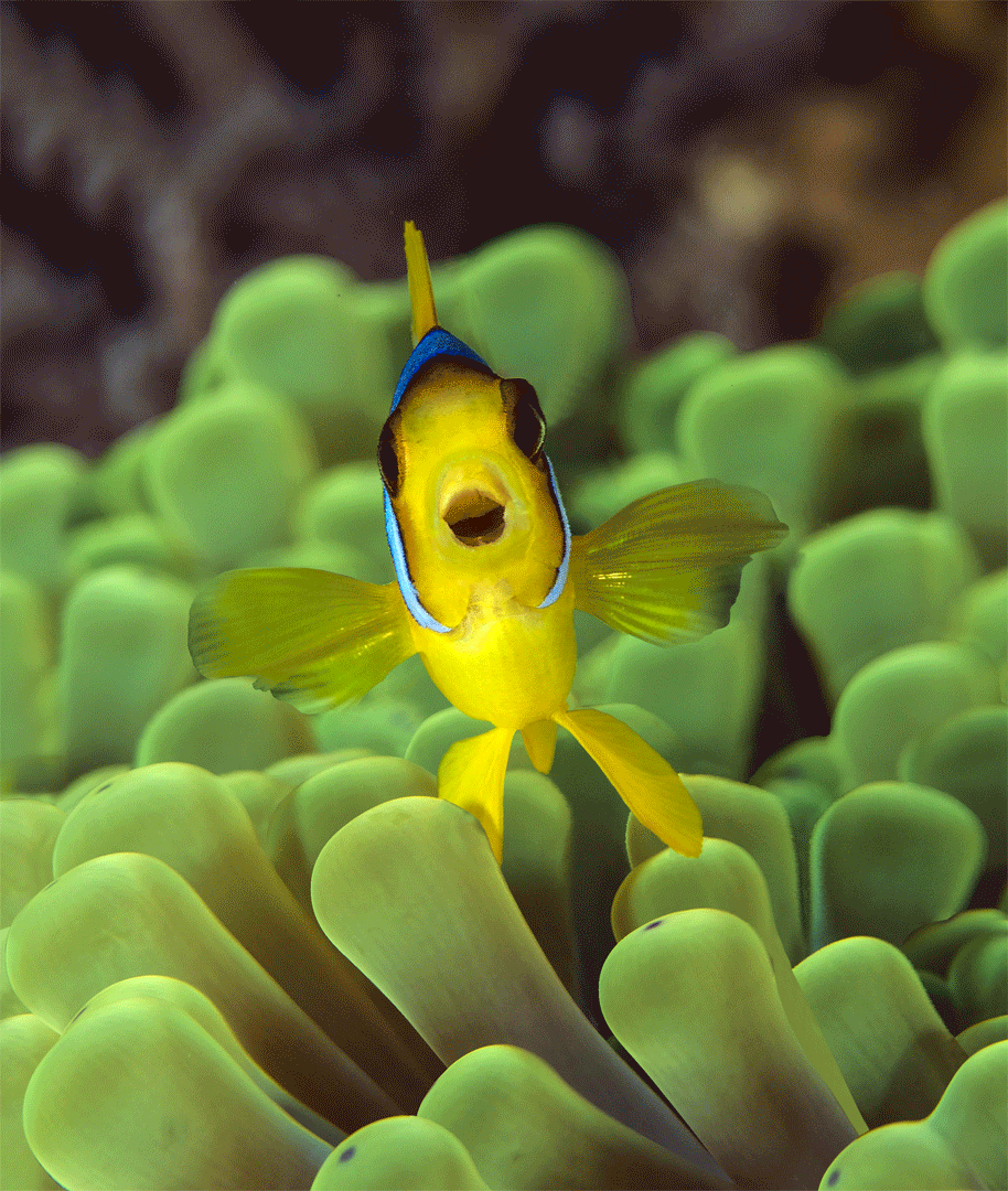 Paul Gruner, 3D Happy Clown Fish