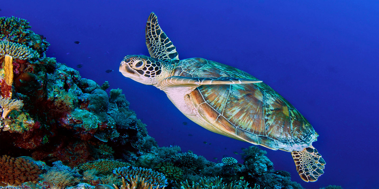 Paul Gruner, Flying Turtle