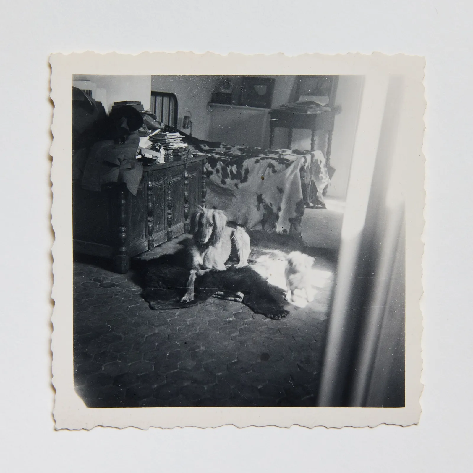 Dora Maar, Kazbek, Pablo Picasso's Dog, and Dora Maar's Little White Bichon - Paris (Kazbek, le chien de Pablo Picasso, et un Petit Bichon Blanc - Paris) , c. 1940