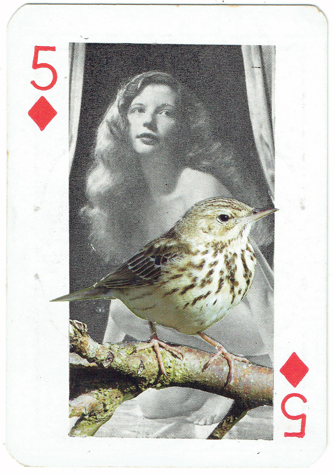 Sarah Hardacre, Five of Diamonds Tree Pipit, 2016