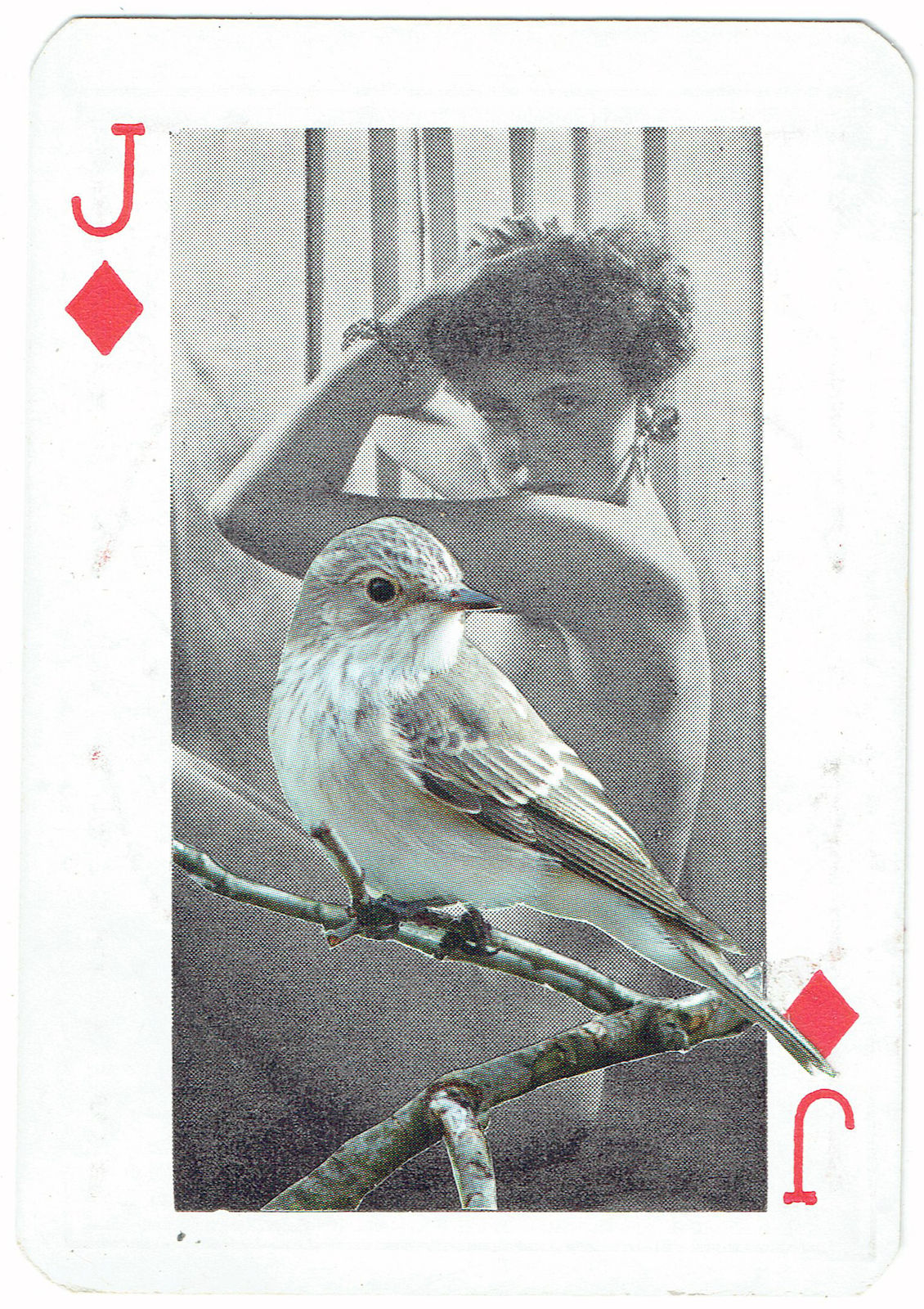 Sarah Hardacre, Jack of Diamonds Spotted Flycatcher, 2016