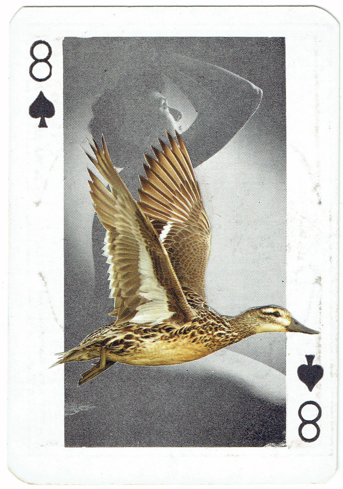 Sarah Hardacre, Eight of Spades Garganey, 2016