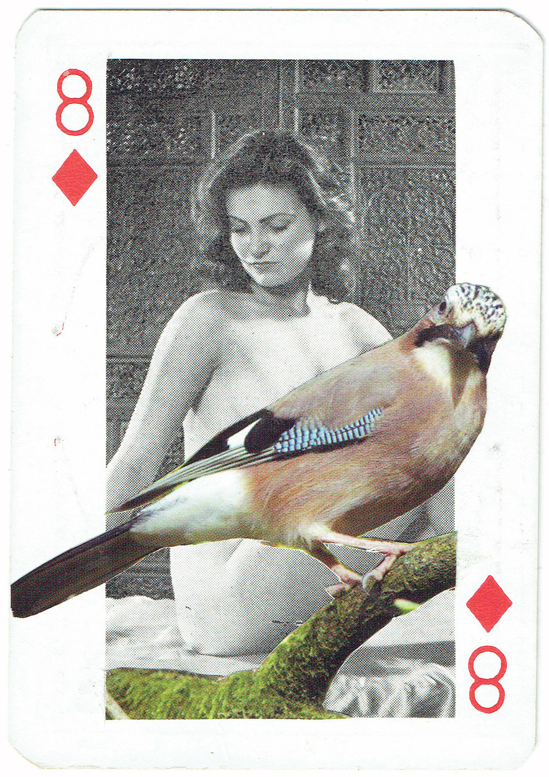 Sarah Hardacre, Eight of Diamonds Jay, 2016