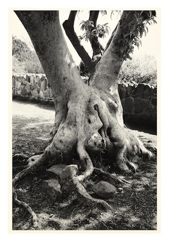 Julian Simmons, TITTIPUSSIDAD TREE, 2014