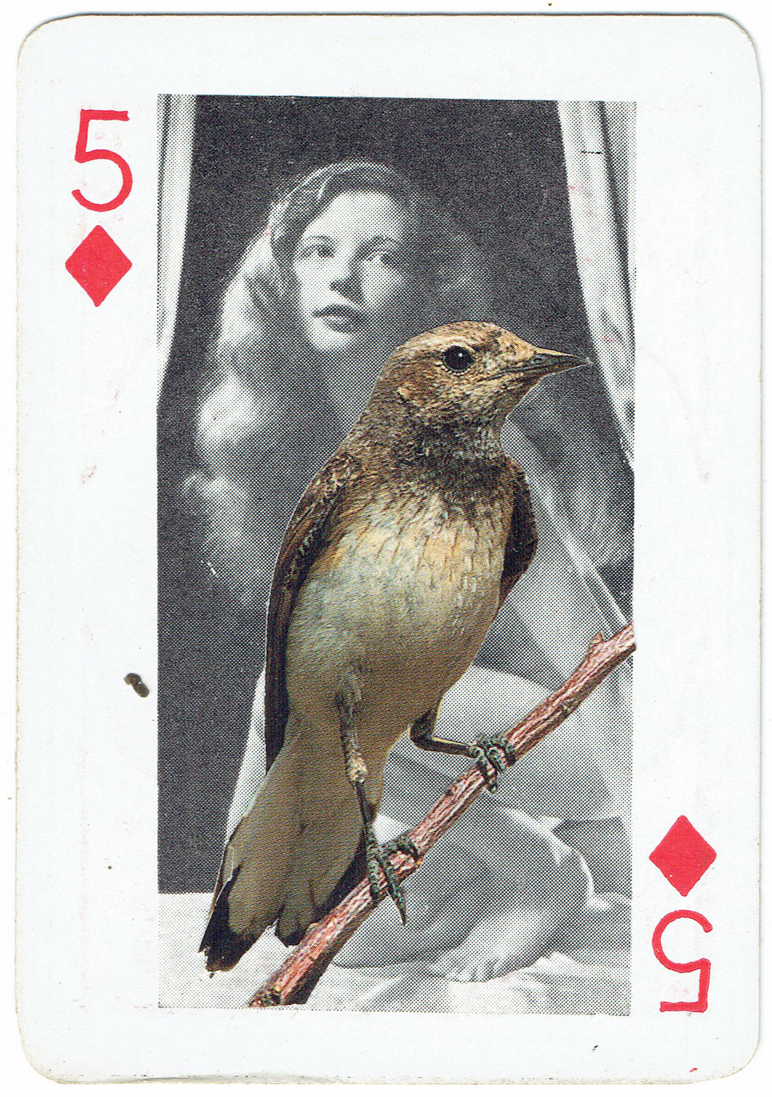 Sarah Hardacre, Five of Diamonds Wheatear, 2016
