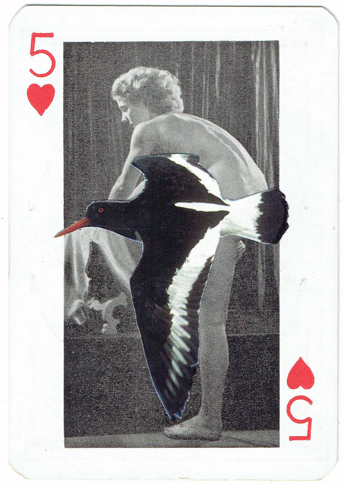 Sarah Hardacre, Five of Hearts Oysterwatcher, 2016