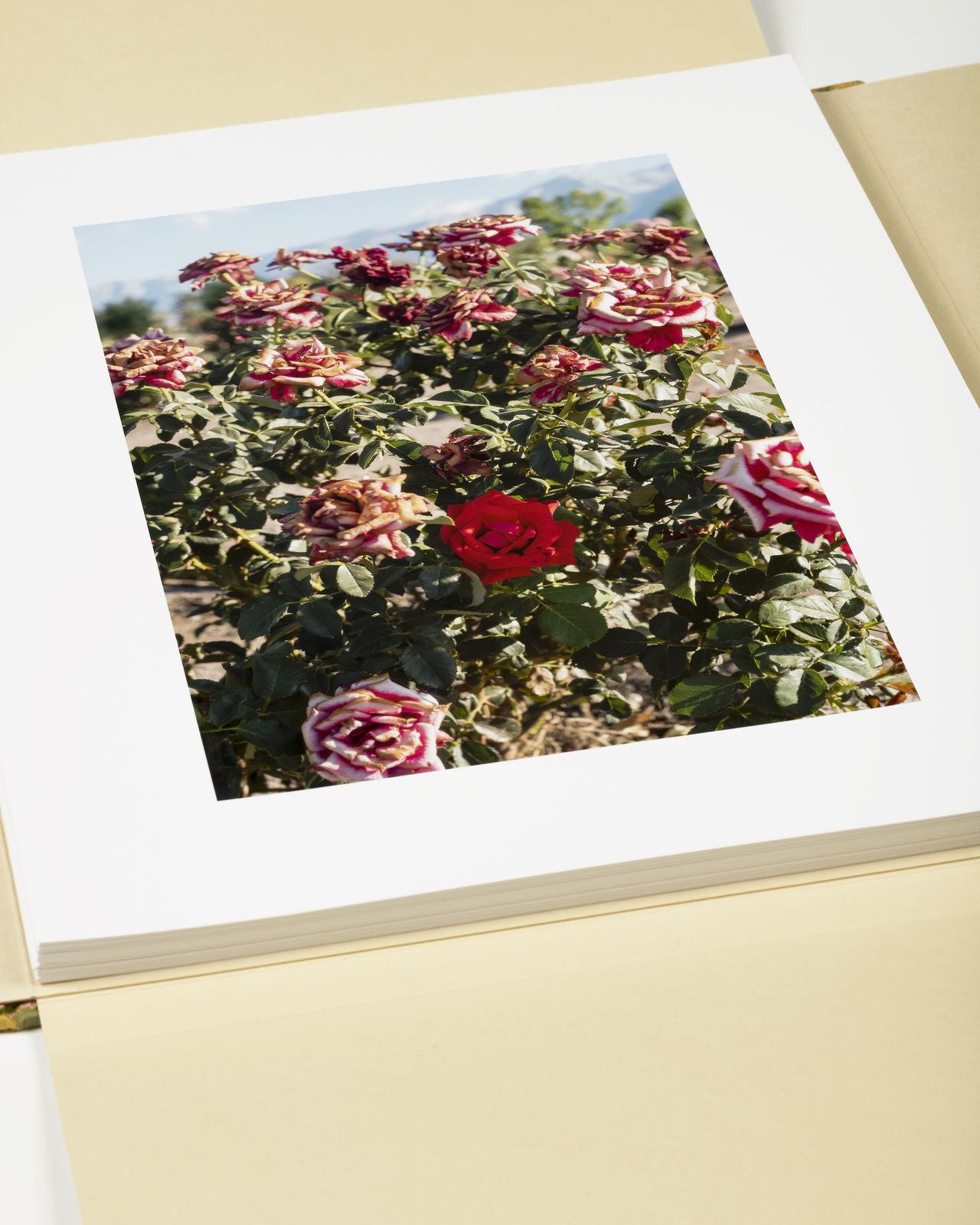 Manzanar War Relocation Center (Merritt Park), 2025