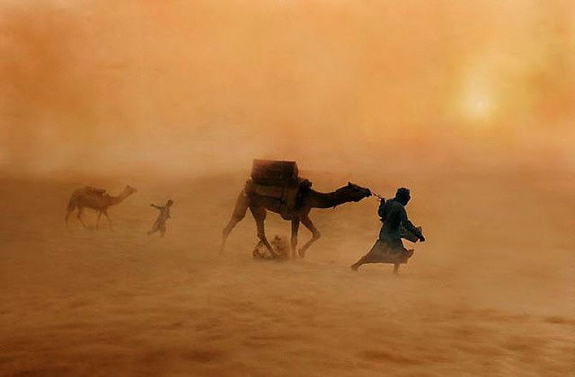 Steve McCurry, Camels in Dust Storm, Jaisaimer, India, 2010 (Printed 2012)