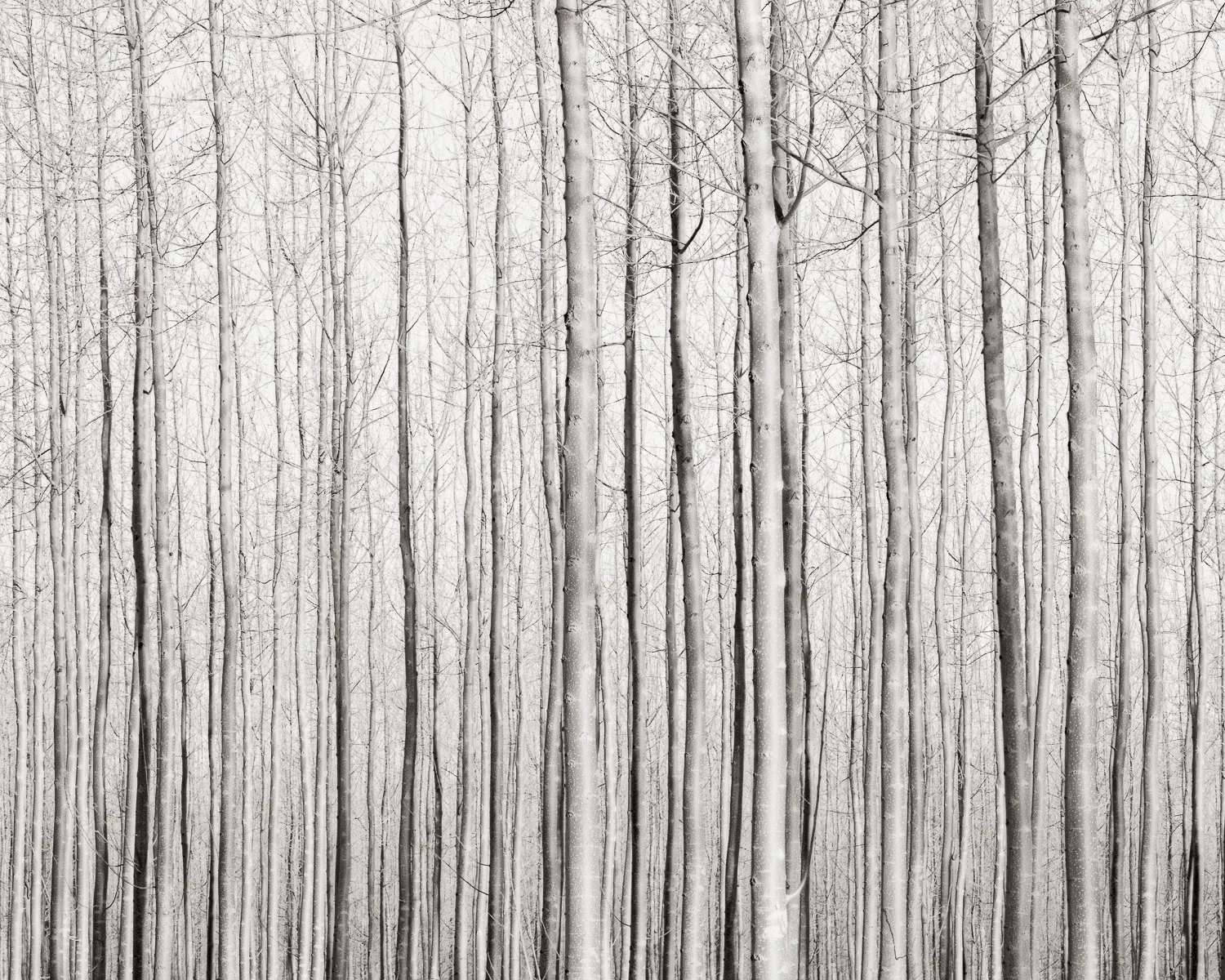 Jeffrey Conley, Trees and Shadows, Oregon, 2016 (Printed 2017)