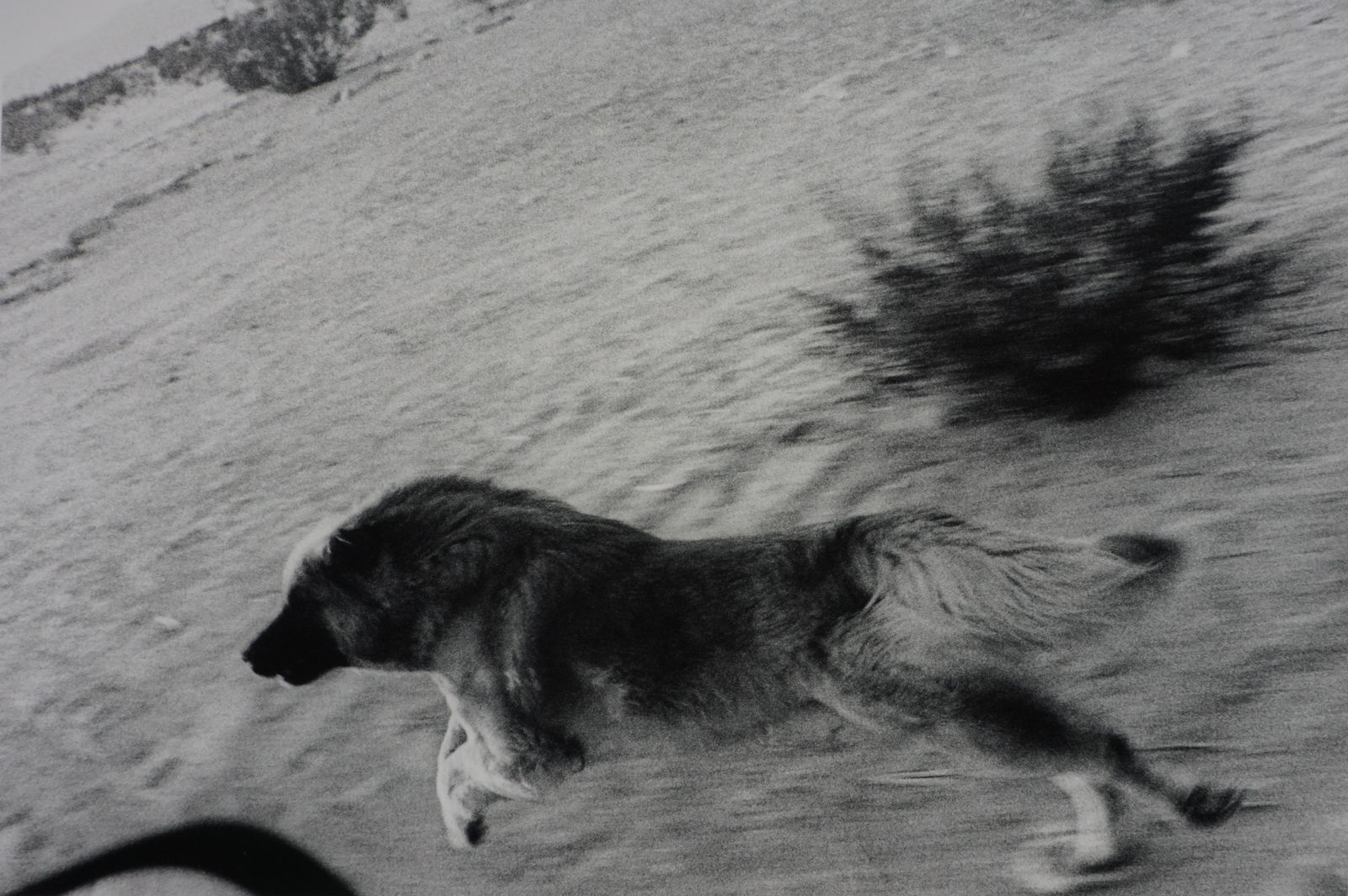 John Divola, From "Dogs Chasing My Car in the Desert", 1996-1998