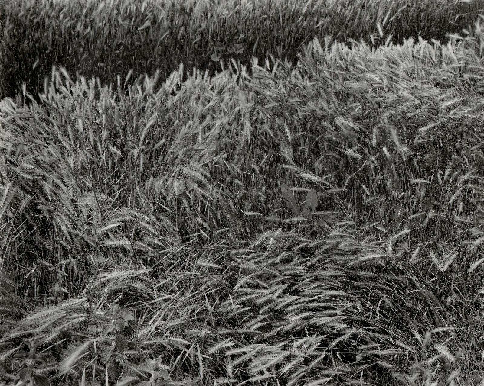 Ryan McIntosh, Grasses, Elysian Park, Los Angeles, CA, 2020/Printed 2020