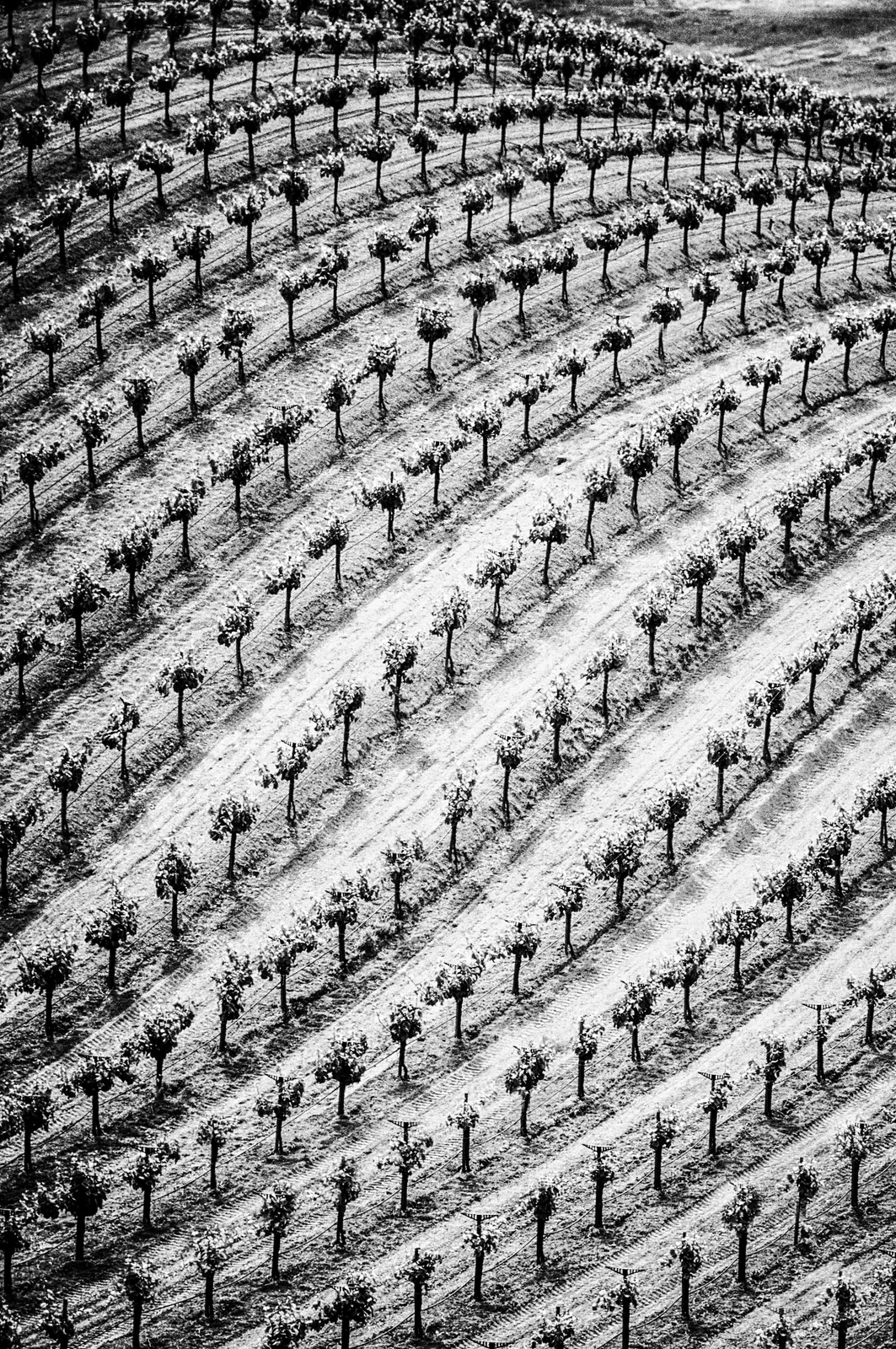Fred Lyon, (United States, b. 1924), Taylor Vinyard,Napa Valley, CA, 2001