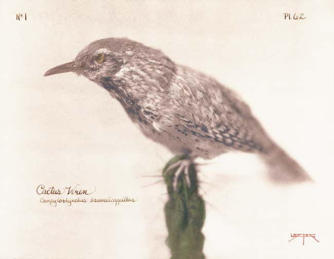 Laszlo Layton, Cactus Wren, 2005