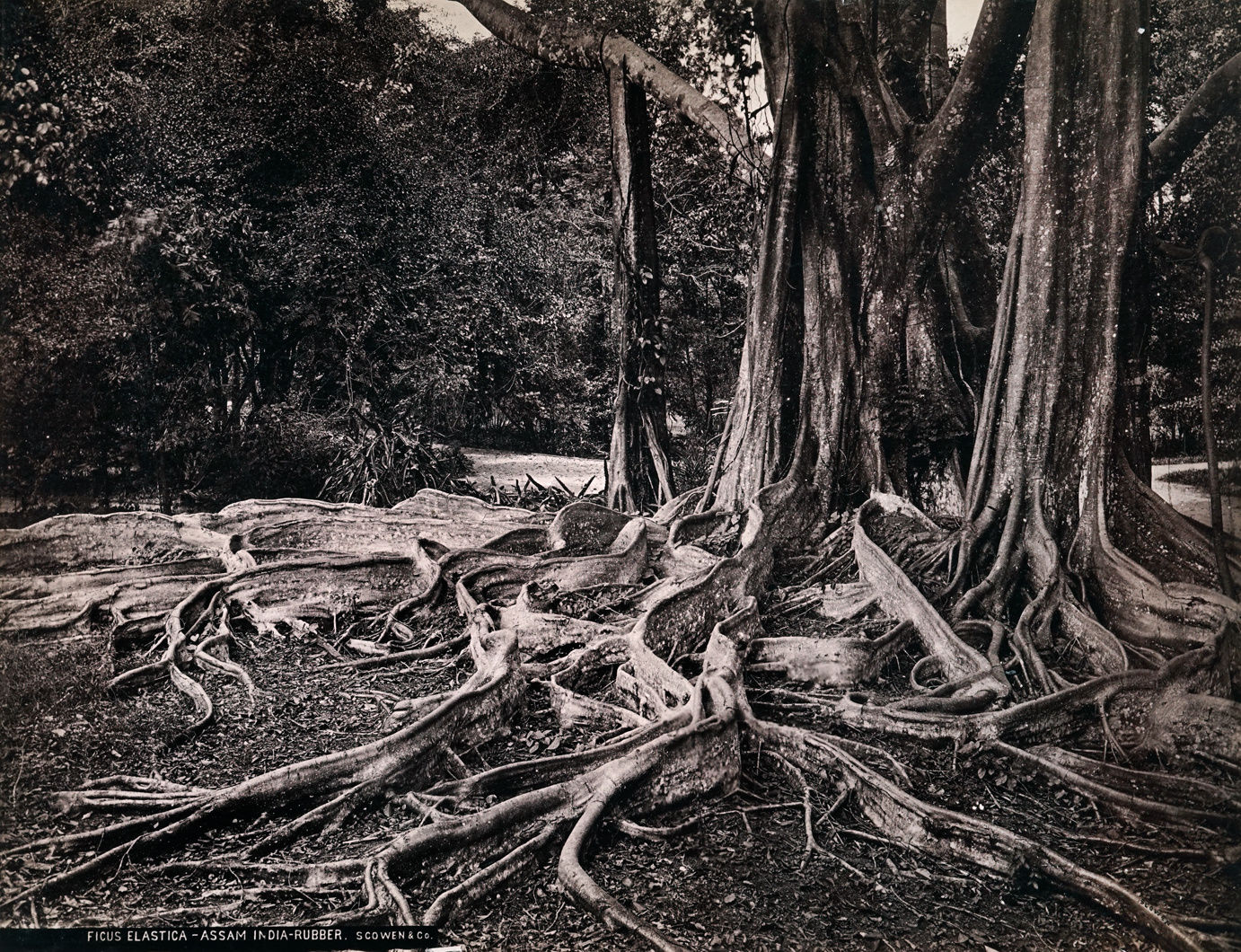 Charles Scowen, Ficus Elastica - Assam India-Rubber, 1880