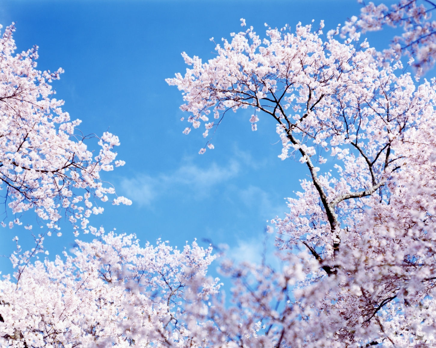 Risaku Suzuki, From the series Sakura <<N-4>>, 2002