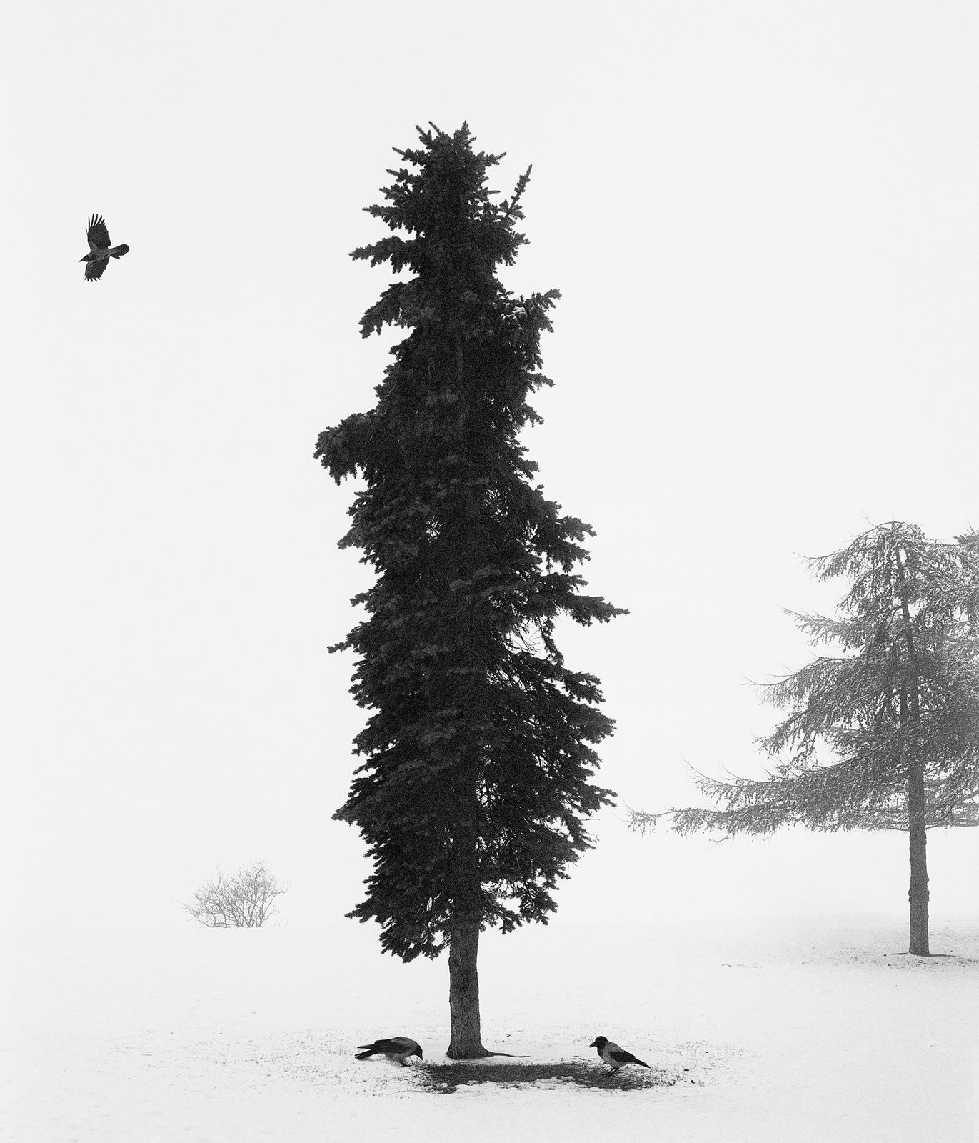 Pentti Sammallahti, Helsinki, Finland, 2016