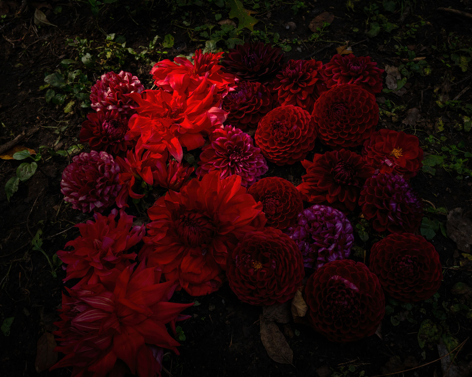 Cig Harvey, Red Dahlias, Camden, Maine, 2021