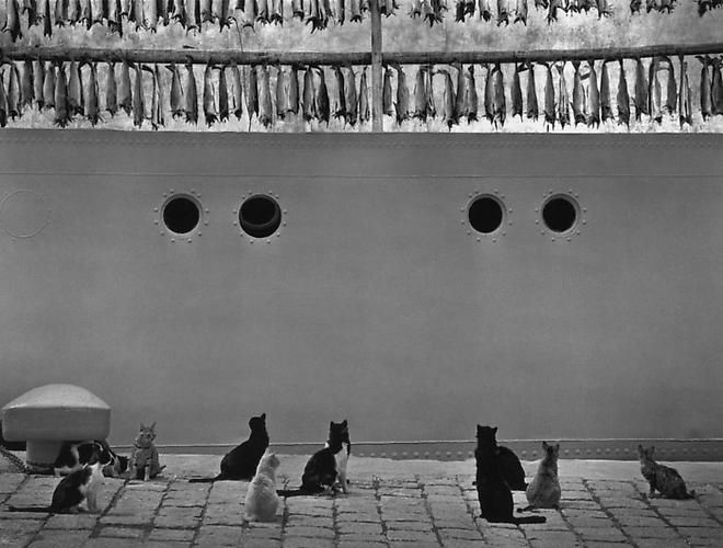 Pentti Sammallahti, Iceland (Cats Looking Up at Hanging Fish), 1980 (Printed 2020)