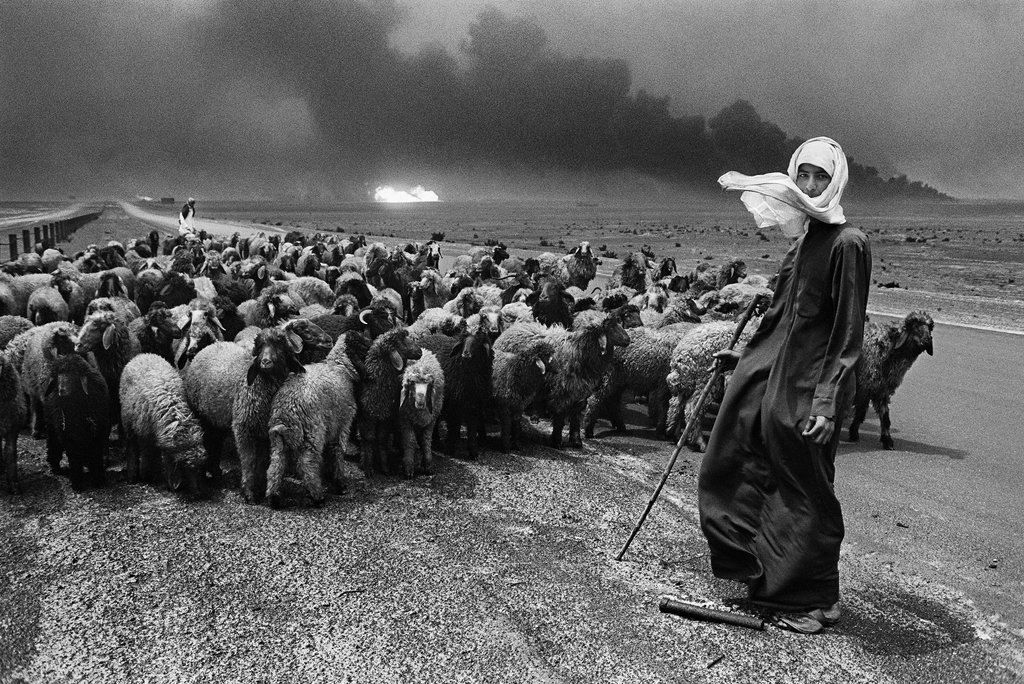 Sebastião Salgado, Shepherd and sheep, Kuwait, 1991