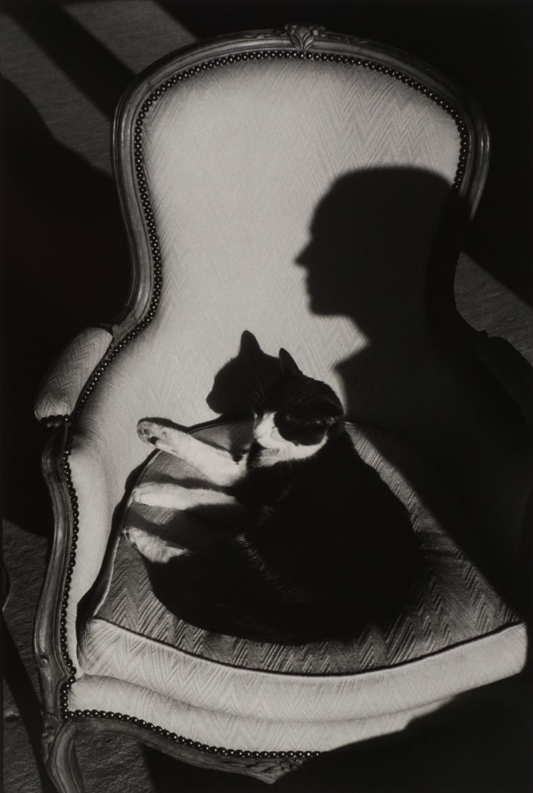 Henri Cartier-Bresson, Our Cat Ulysses and Martine's Shadow, 1988