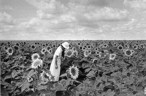 Edouard Boubat, Tournesols, France, 1987