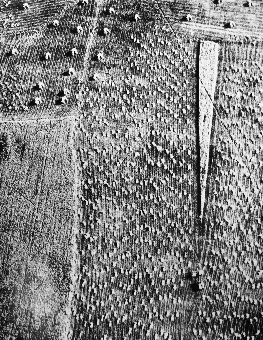Mario Giacomelli, Presa di coscienza sulla natura, 1954-2000/Printed 1990s