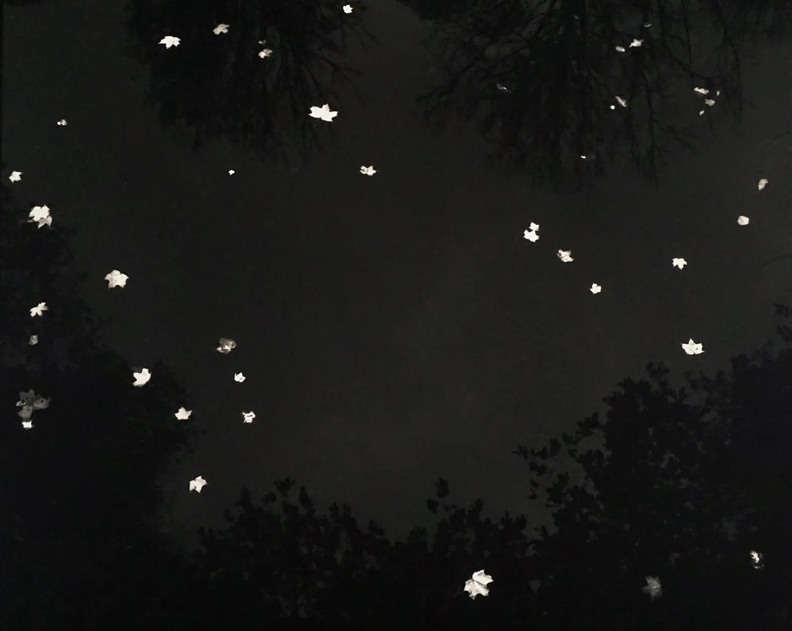 Kristoffer Albrecht, Leaves on Water, Fagervik, 2009