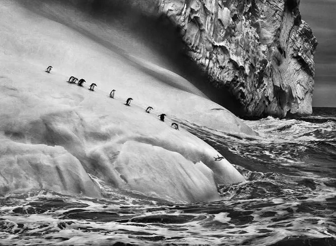 Sebastião Salgado, Chinstrap Penguins on an iceberg located between Zavodovski and Visokoi islands. South Sandwich Islands., 2009 (Printed Later)