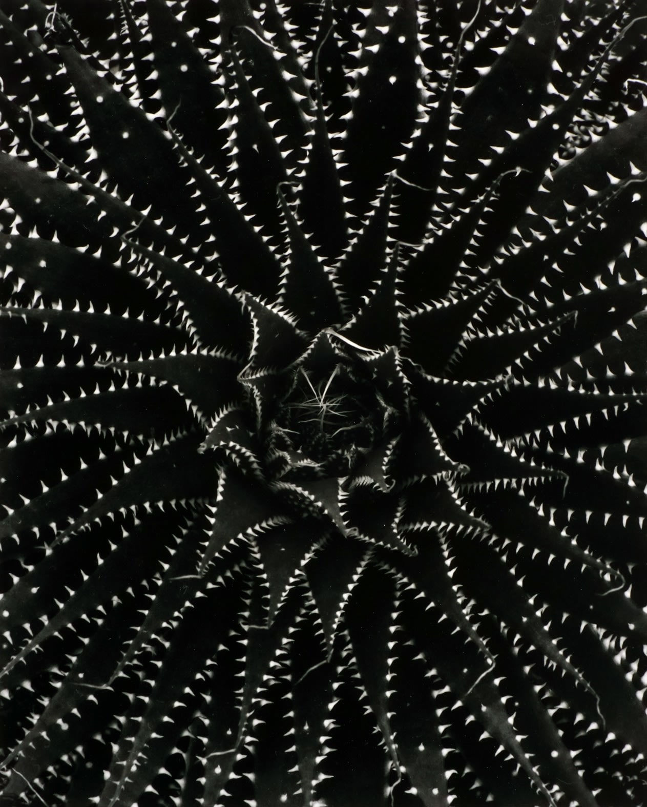 Don Worth, Aloe Aristata, Mill Valley, CA , 1969 (Printed 2001)