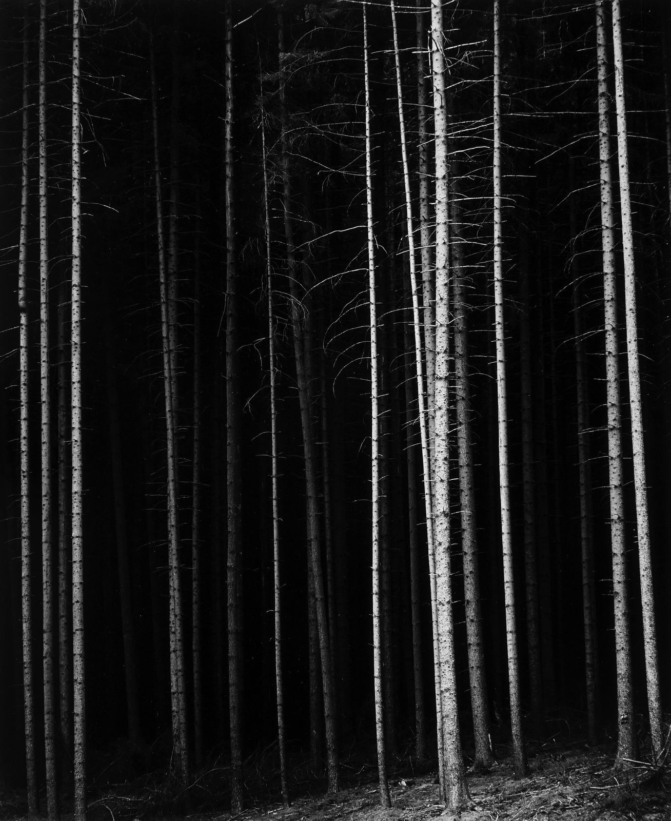 Brett Weston, Trees, CA, 1968 (Printed 1970's)