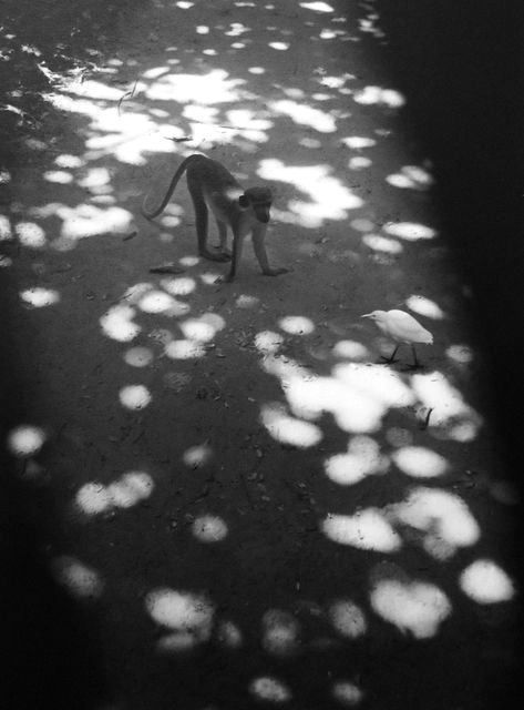 Pentti Sammallahti, Abuko, Gambia, (Monkey on the road), 2009