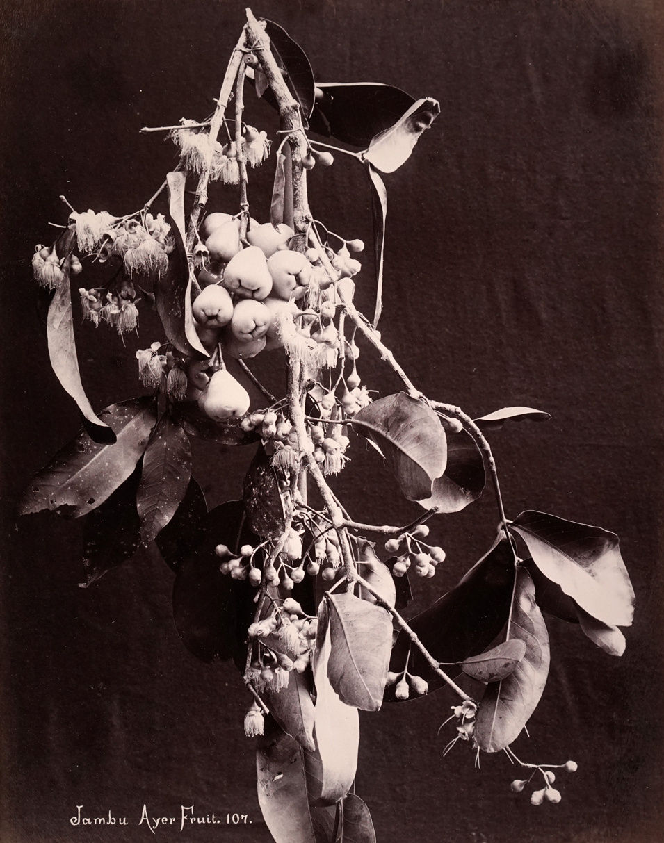 Charles Scowen, Jambu Ayer Fruit, 107, 1880