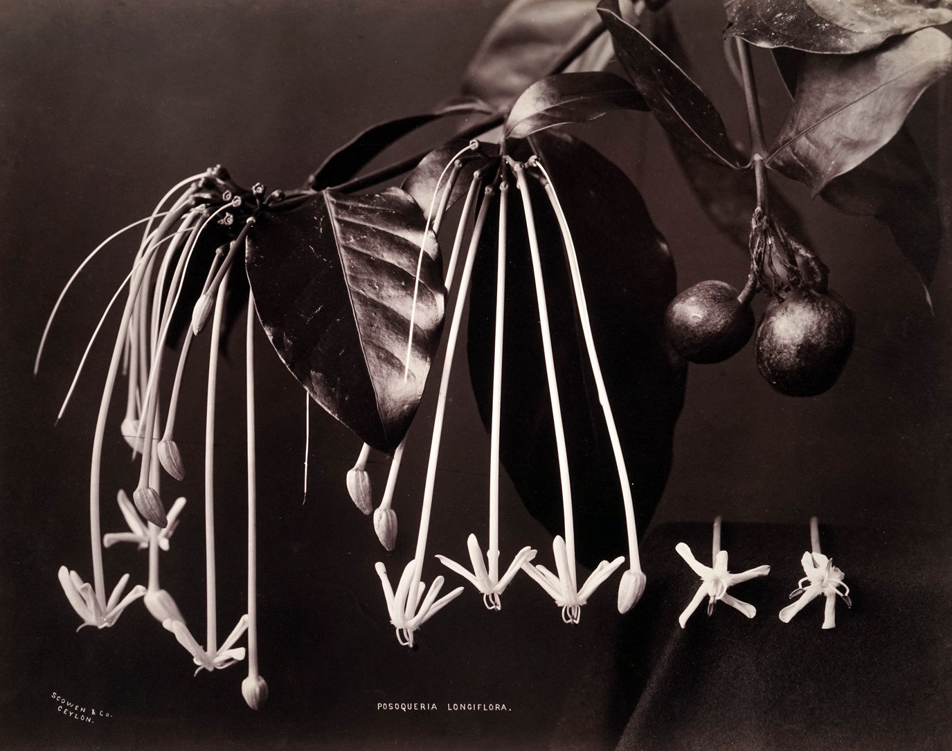 Charles Scowen, Posoqueria Longiflora, 1980