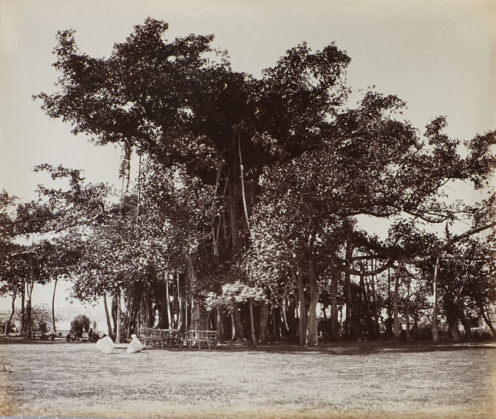 John Edward Sache, Calcutta; Banian Tree at Government House, Barrackpore, 1870s