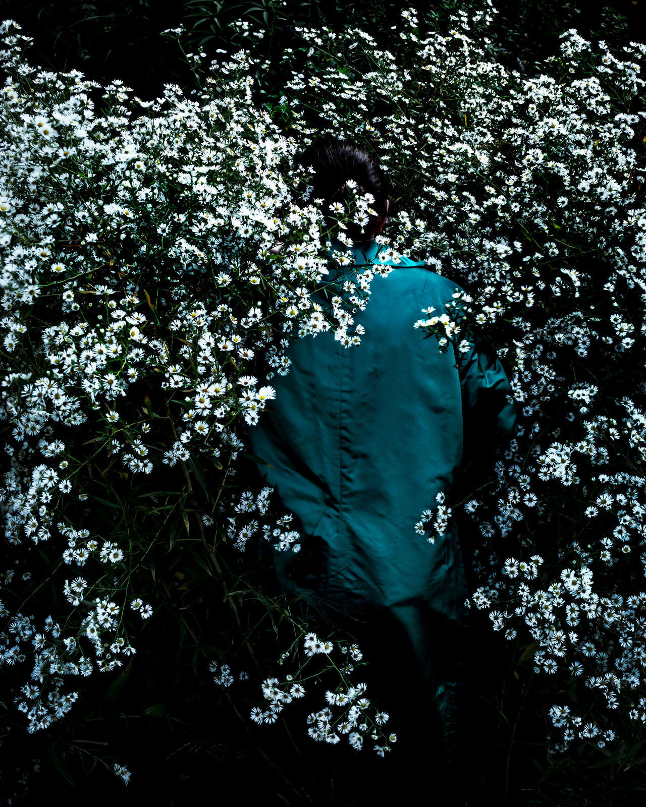 Cig Harvey, Boltonia Asteroides, Union, Maine, 2019