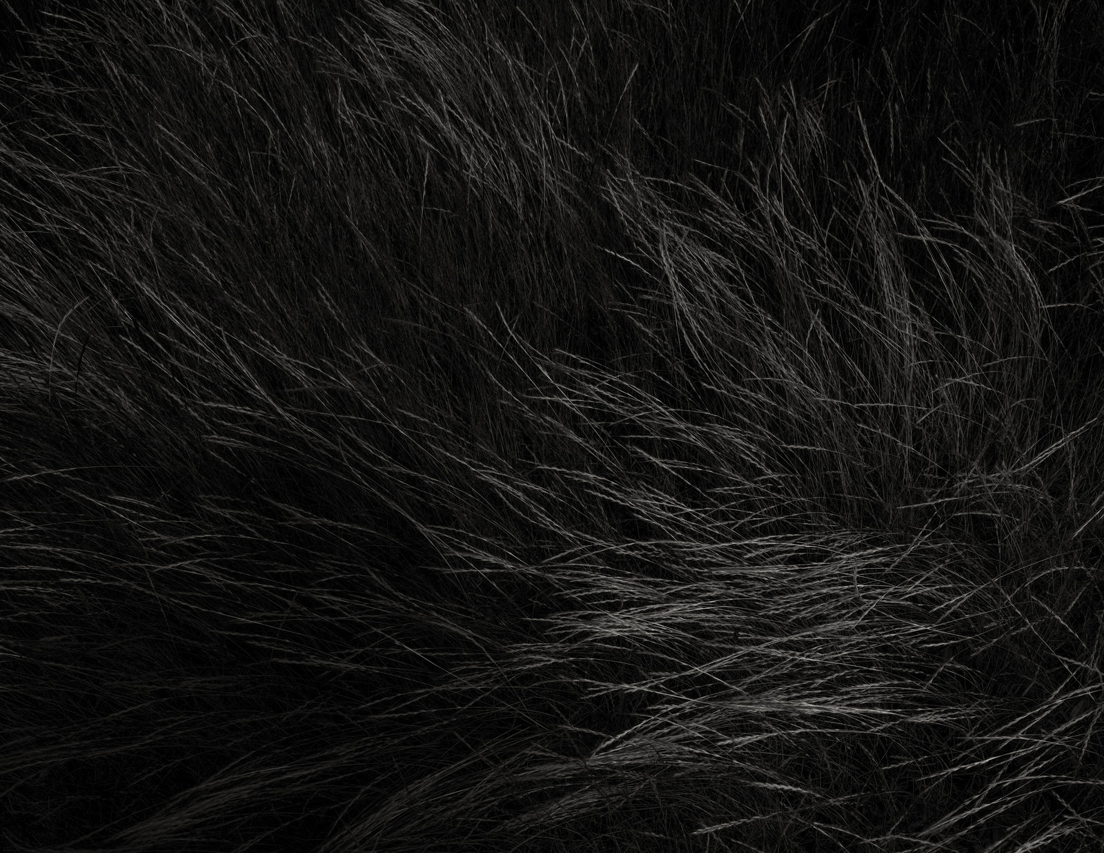 Jeffrey Conley, Grasses in Wind 1, 2020